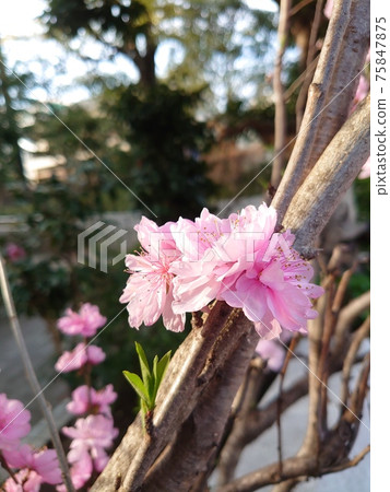 櫻花在公園裡 75847875
