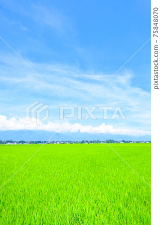 Refreshing summer rural scenery (Azumino) 75848070