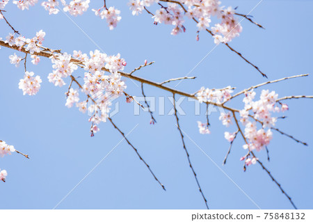 京都伏見區大高寺的風景，櫻花，盛開，賞櫻花[三月] 75848132