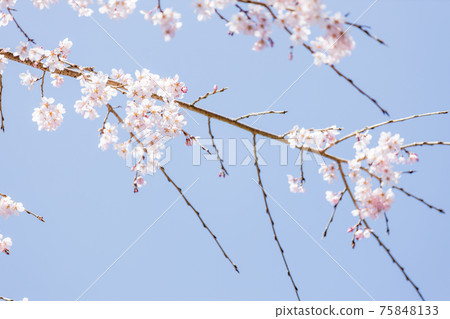 京都伏見區大高寺的風景，櫻花，盛開，賞櫻花[三月] 75848133