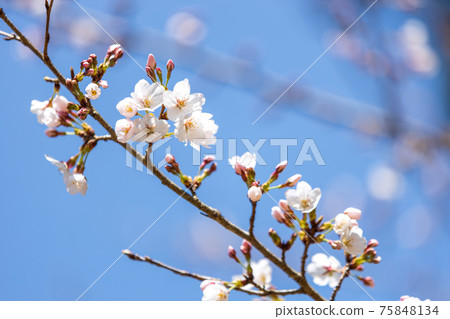 京都伏見區大高寺的風景，櫻花，盛開，賞櫻花[三月] 75848134