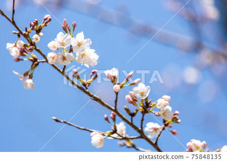 京都伏見區大高寺的風景，櫻花，盛開，賞櫻花[三月] 75848135