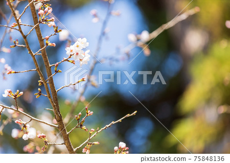 京都伏見區大高寺的風景，櫻花，盛開，賞櫻花[三月] 75848136