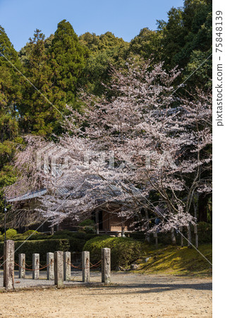 京都伏見區大高寺的風景，櫻花，盛開，賞櫻花[三月] 75848139