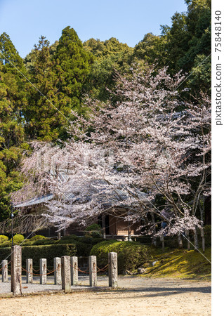 Scenery of Daigoji Temple in Fushimi-ku, Kyoto, cherry blossoms, full bloom, cherry blossom viewing [March] 75848140