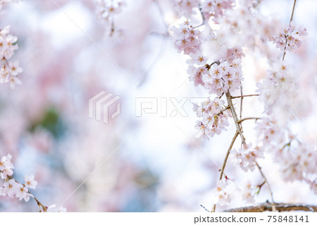 京都伏見區大高寺的風景，櫻花，盛開，賞櫻花[三月] 75848141