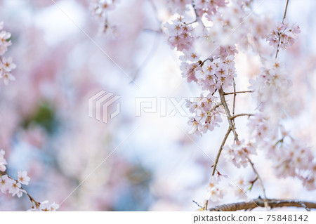 京都伏見區大高寺的風景，櫻花，盛開，賞櫻花[三月] 75848142