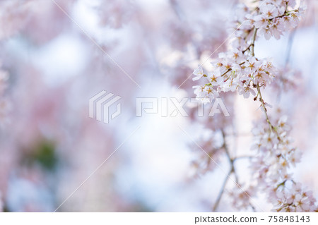 京都伏見區大高寺的風景，櫻花，盛開，賞櫻花[三月] 75848143