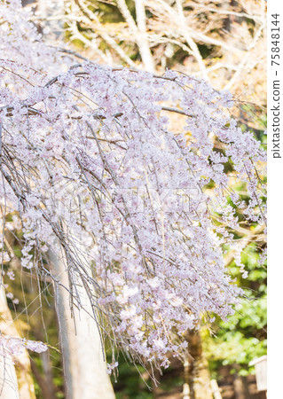 京都伏見區大高寺的風景，櫻花，盛開，賞櫻花[三月] 75848144