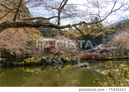 京都伏見區大高寺的風景，櫻花，盛開，賞櫻花[三月] 75848161