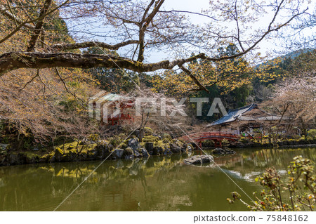 京都伏見區大高寺的風景，櫻花，盛開，賞櫻花[三月] 75848162