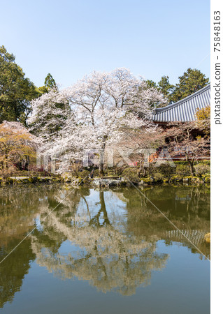 京都伏見區大高寺的風景，櫻花，盛開，賞櫻花[三月] 75848163