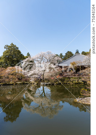 Scenery of Daigoji Temple in Fushimi-ku, Kyoto, cherry blossoms, full bloom, cherry blossom viewing [March] 75848164