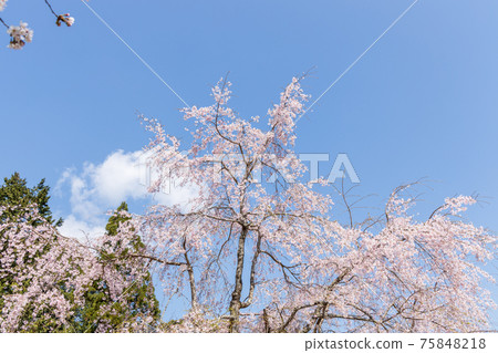 Scenery of Daigoji Temple in Fushimi-ku, Kyoto, cherry blossoms, full bloom, cherry blossom viewing [March] 75848218