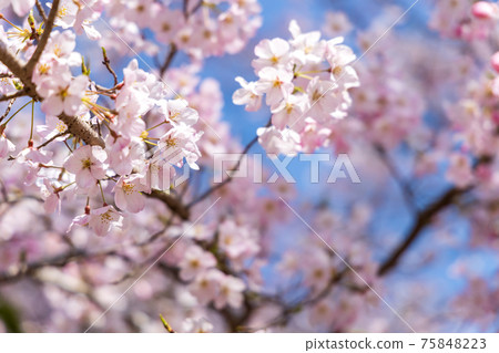 Scenery of Daigoji Temple in Fushimi-ku, Kyoto, cherry blossoms, full bloom, cherry blossom viewing [March] 75848223