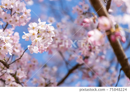 京都伏見區大高寺的風景，櫻花，盛開，賞櫻花[三月] 75848224