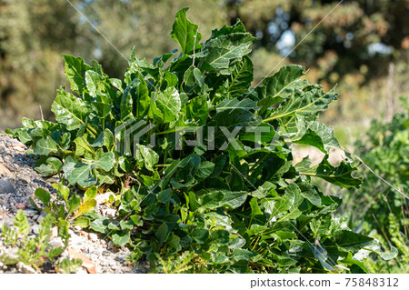 Plan of wild chard (Beta vulga vulgaris L. ssp maritima) 75848312
