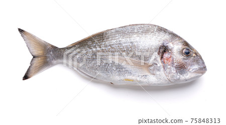 Raw and fresh sea bream Raw and fresh sea bream 75848313