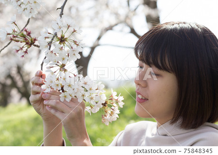 櫻花和女性肖像 櫻花和女性肖像 75848345