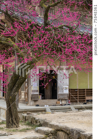 Gurye Hwaeomsa Temple Gurye Hwaeomsa Temple 75848361