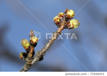 Just before the cherry blossoms bloom Just before the cherry blossoms bloom 75848441