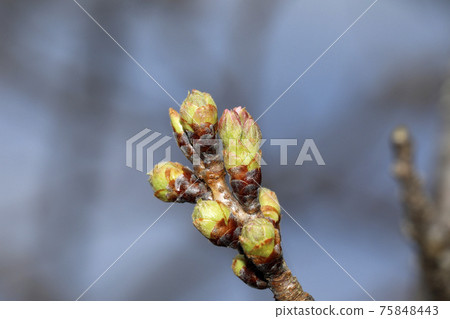 櫻花盛開之前 櫻花盛開之前 75848443