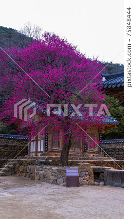 求禮花蓮寺 求禮花蓮寺 75848444
