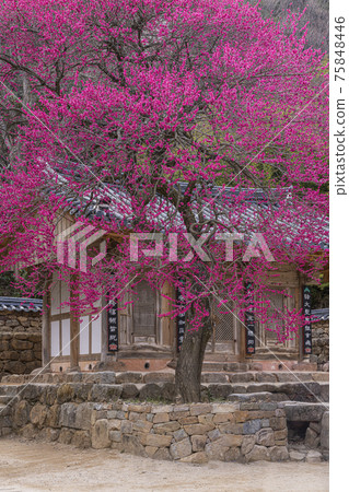 Gurye Hwaeomsa Temple Gurye Hwaeomsa Temple 75848446