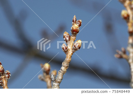 Just before the cherry blossoms bloom Just before the cherry blossoms bloom 75848449
