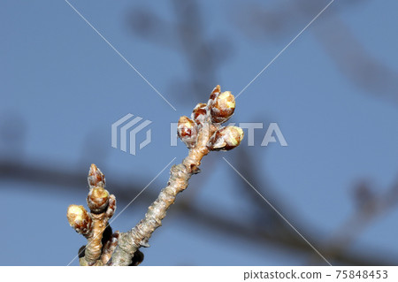 Just before the cherry blossoms bloom Just before the cherry blossoms bloom 75848453