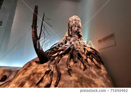 I want you to see the real thing. Powerful three-bottle buried forest I want you to see the real thing. Powerful three-bottle buried forest 75848462