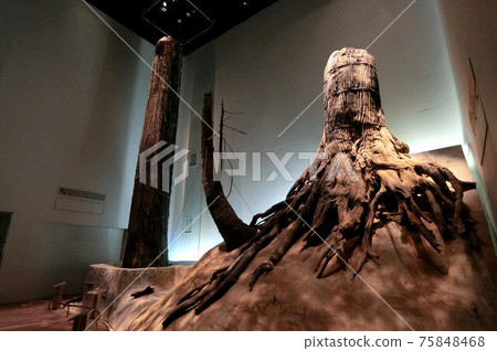 I want you to see the real thing. Powerful three-bottle buried forest 75848468