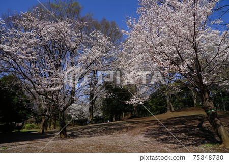 3月：世田谷第768大oh公園的櫻花 75848780