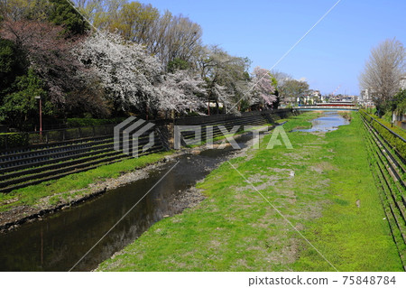 March Setagaya 764 Nogawa cherry trees near Kitami Ohashi 75848784
