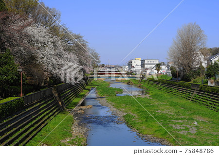 March Setagaya 762 Nogawa's row of cherry blossom trees, near Kitami Ohashi 75848786