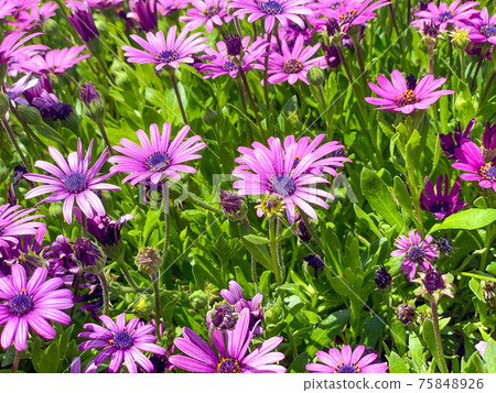 Cape Marguerite African daisy purple flower on green background  75848926