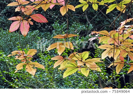 東山動物園和植物園 75849064