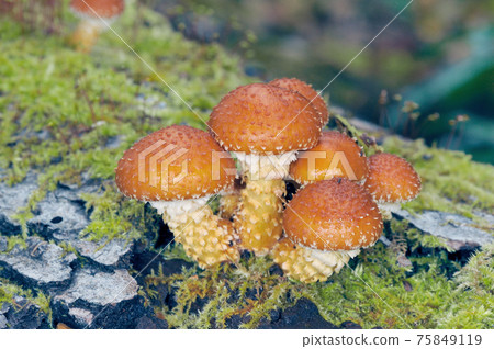 Numerisugitake (Shiretoko, Hokkaido) Numerisugitake (Shiretoko, Hokkaido) 75849119