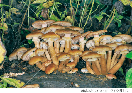 Armillaria (Hokkaido, Shiretoko) 75849122