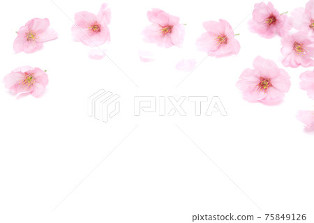 Cherry blossom isolated on white background. Sign of spring Cherry blossom isolated on white background. Sign of spring 75849126