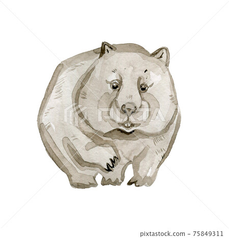 Australian animals watercolor illustration hand drawn wildlife isolated on a white background. Wombat. Australian animals watercolor illustration hand drawn wildlife isolated on a white background. Wombat. 75849311