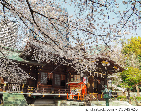 新宿熊野神社的櫻花 新宿熊野神社的櫻花 75849420