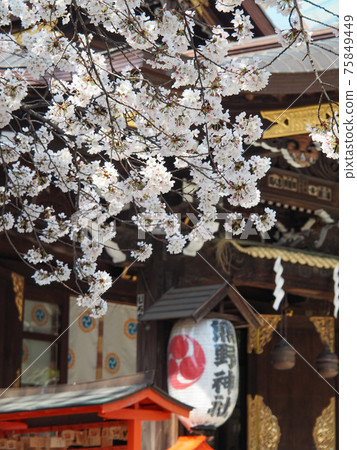 新宿熊野神社的櫻花 75849449