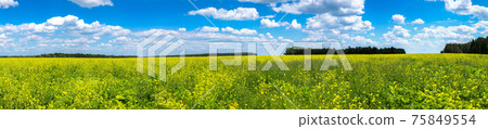 Colza field Colza field 75849554