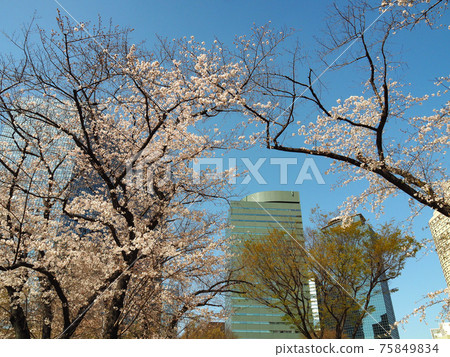 東京新宿中央公園的櫻花 東京新宿中央公園的櫻花 75849834