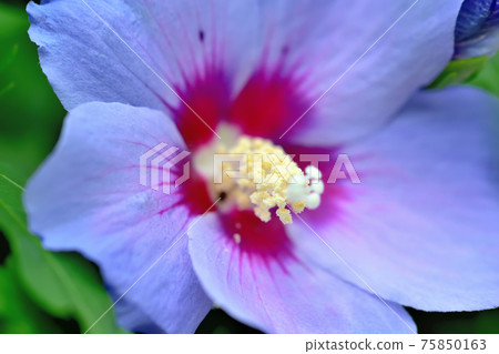 Summer flower Mukuge Summer flower Mukuge 75850163