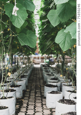 Organic cucumber plant growing in greenhouse using drip irrigation system Organic cucumber plant growing in greenhouse using drip irrigation system 75850246