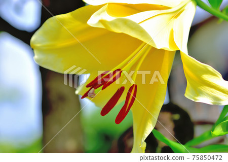 Pretty flower lily Pretty flower lily 75850472