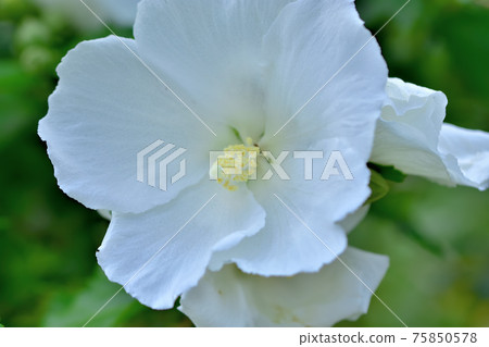 Summer flower Mukuge Summer flower Mukuge 75850578