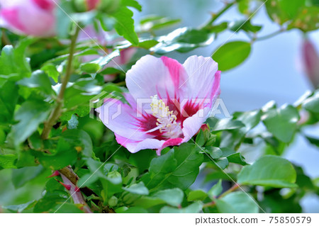 Summer flower Mukuge 75850579